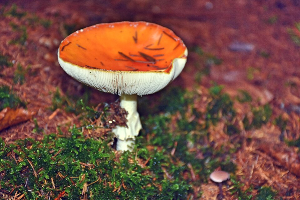 Nature forest autumn