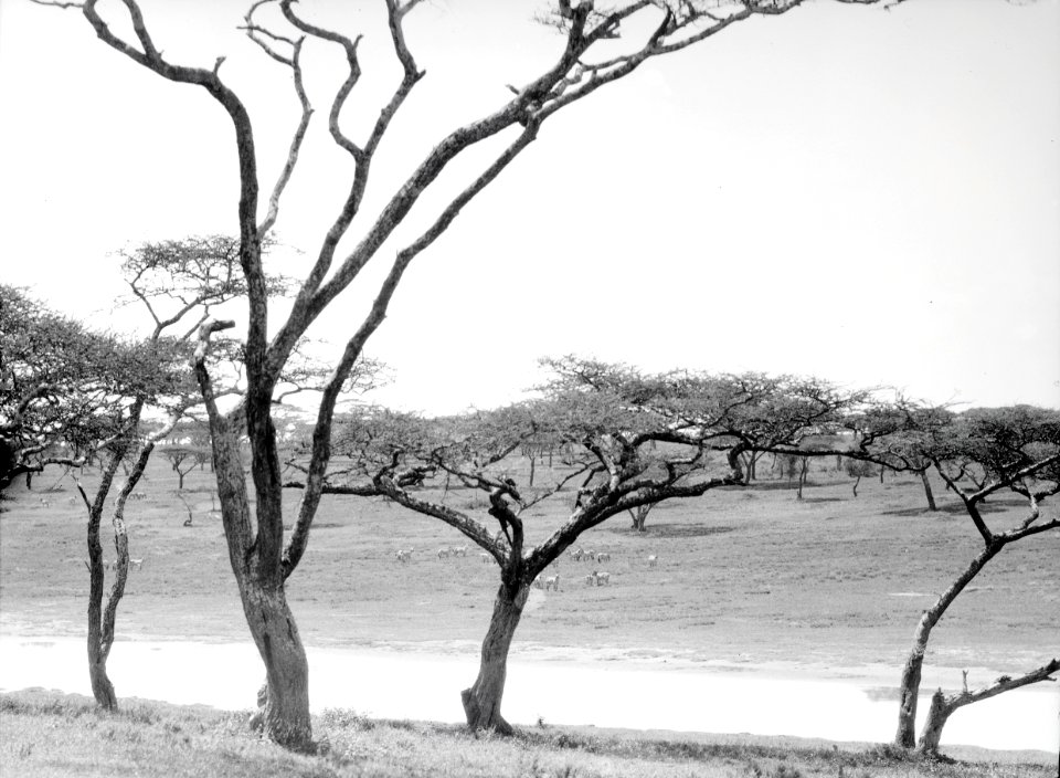 ETH-BIB-Wasserstelle in der Serengeti-Kilimanjaroflug 1929-30-LBS MH02-07-0361