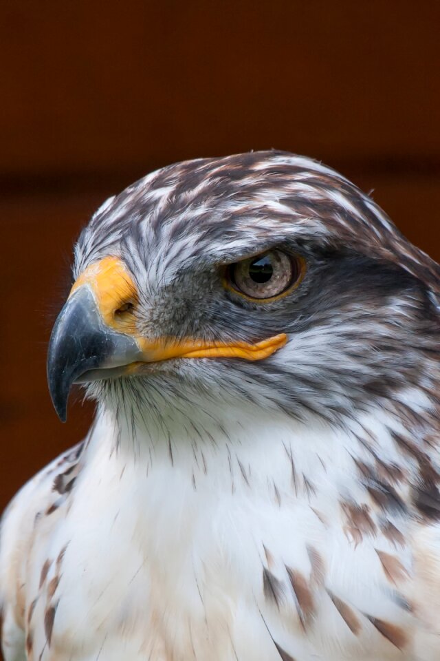 Bird of prey animal world falcon