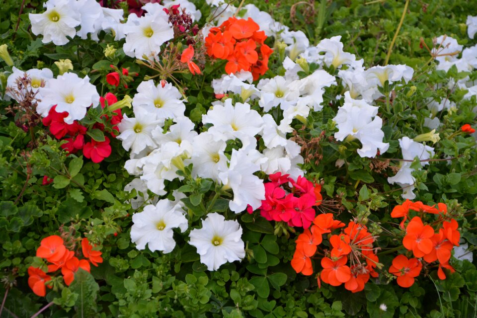 White nature summer flowers