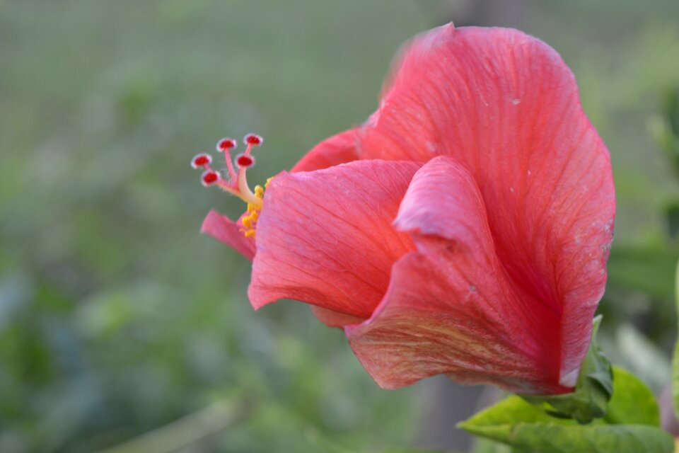 Nature flora garden
