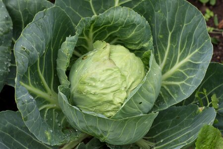 Food cabbage head cabbage