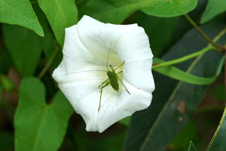 Flower close up nature