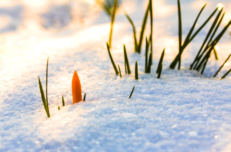 Snow snow cover snow break