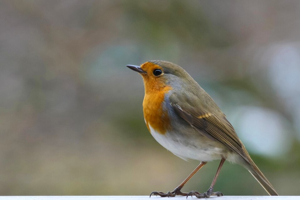 Red goblets bird nature