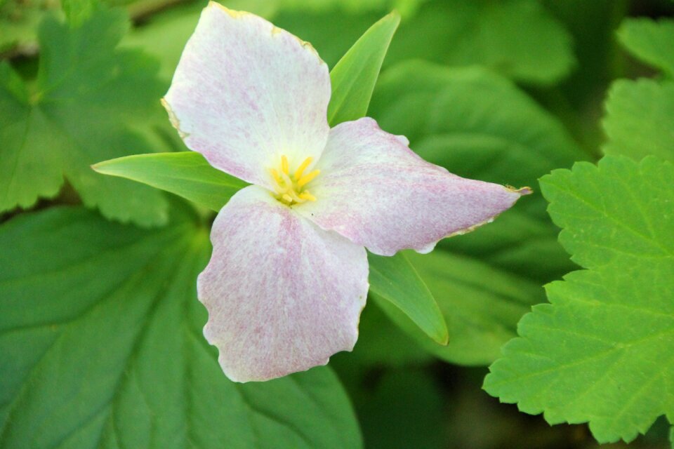 White plant bloom