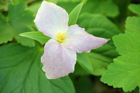 White plant bloom photo