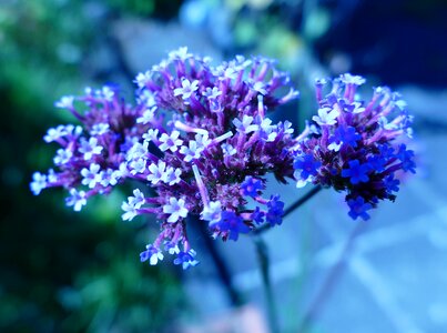 Blue blossom bloom