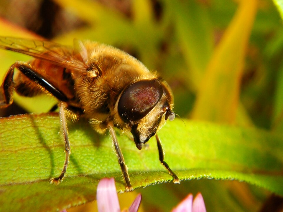 Honey osa animals