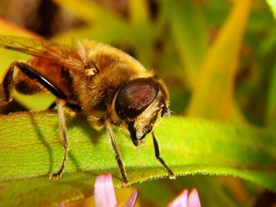 Honey osa animals