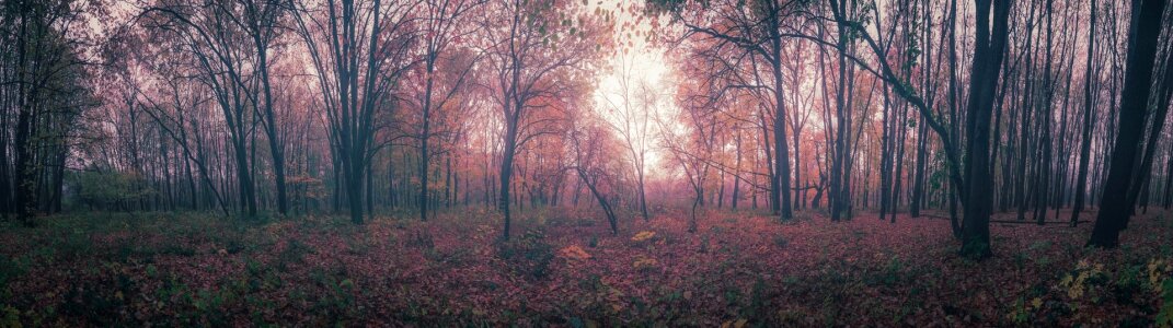 Leaf fall autumn photo