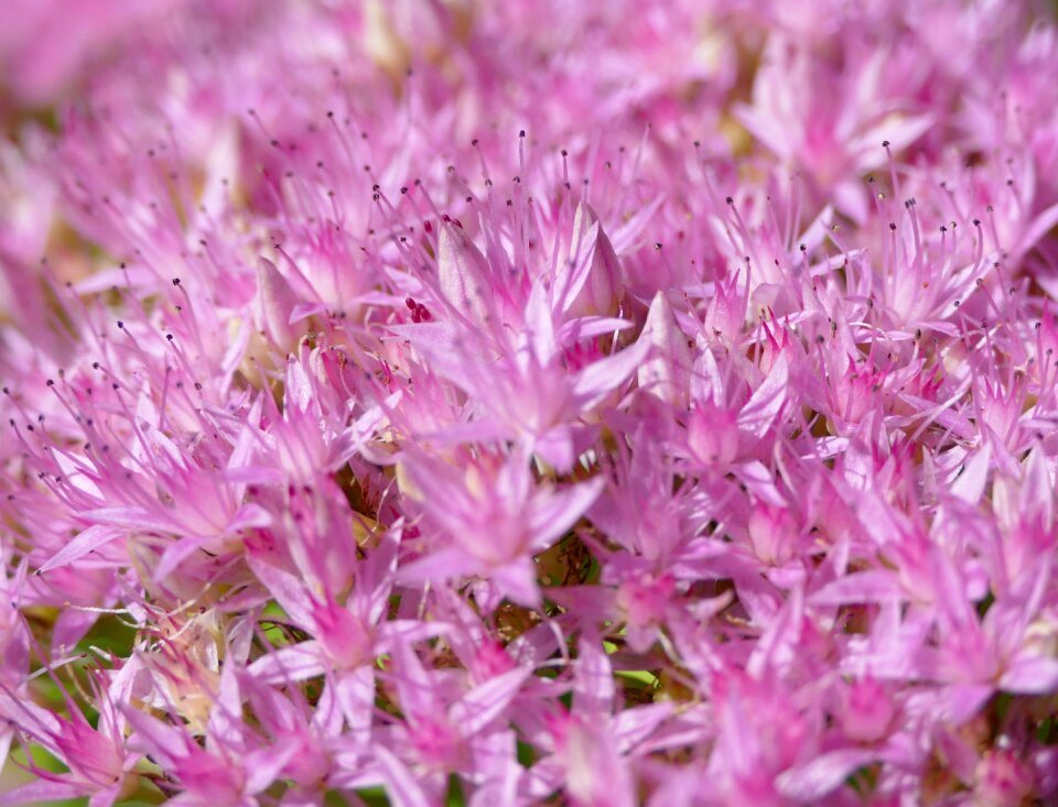 Pink flowers upholstery perennial thick sheet greenhouse
