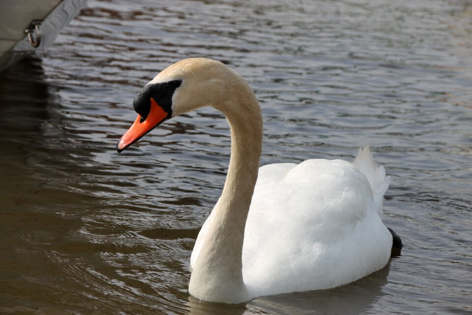 Nature wildlife wild