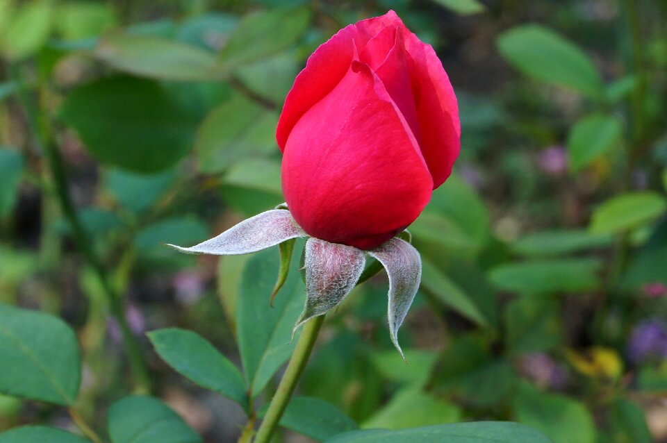 Red bud rosebud