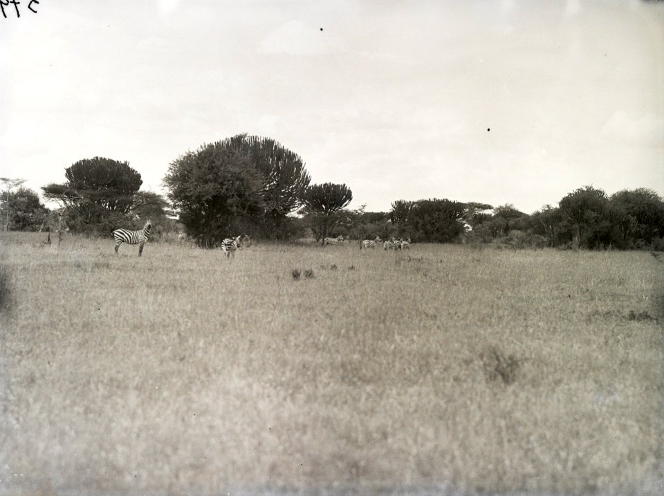 ETH-BIB-Zebras in der Serengeti-Kilimanjaroflug 1929-30-LBS MH02-07-0379