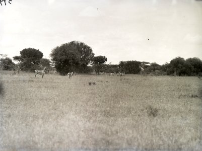ETH-BIB-Zebras in der Serengeti-Kilimanjaroflug 1929-30-LBS MH02-07-0379