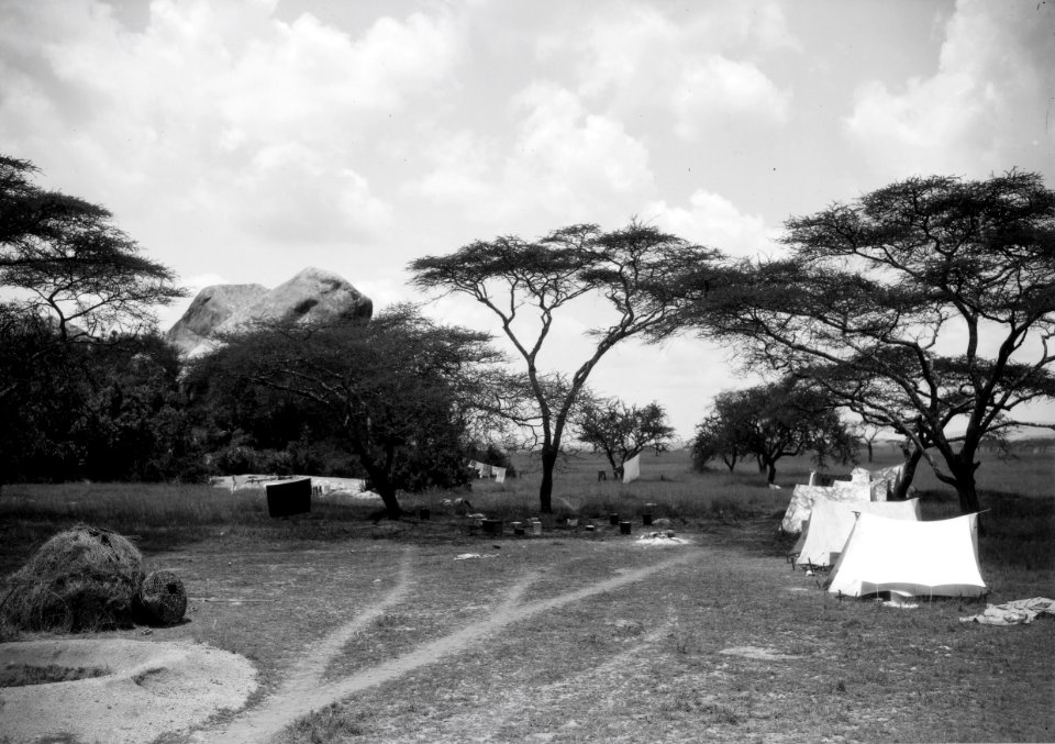 ETH-BIB-Zelte im Camp Serengeti-Kilimanjaroflug 1929-30-LBS MH02-07-0501