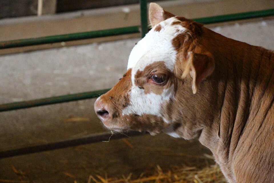 Cattle farm animal photo