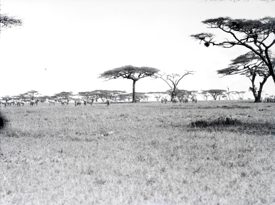 ETH-BIB-Zebras in der Serengeti-Kilimanjaroflug 1929-30-LBS MH02-07-0363
