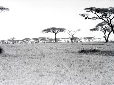 ETH-BIB-Zebras in der Serengeti-Kilimanjaroflug 1929-30-LBS MH02-07-0363