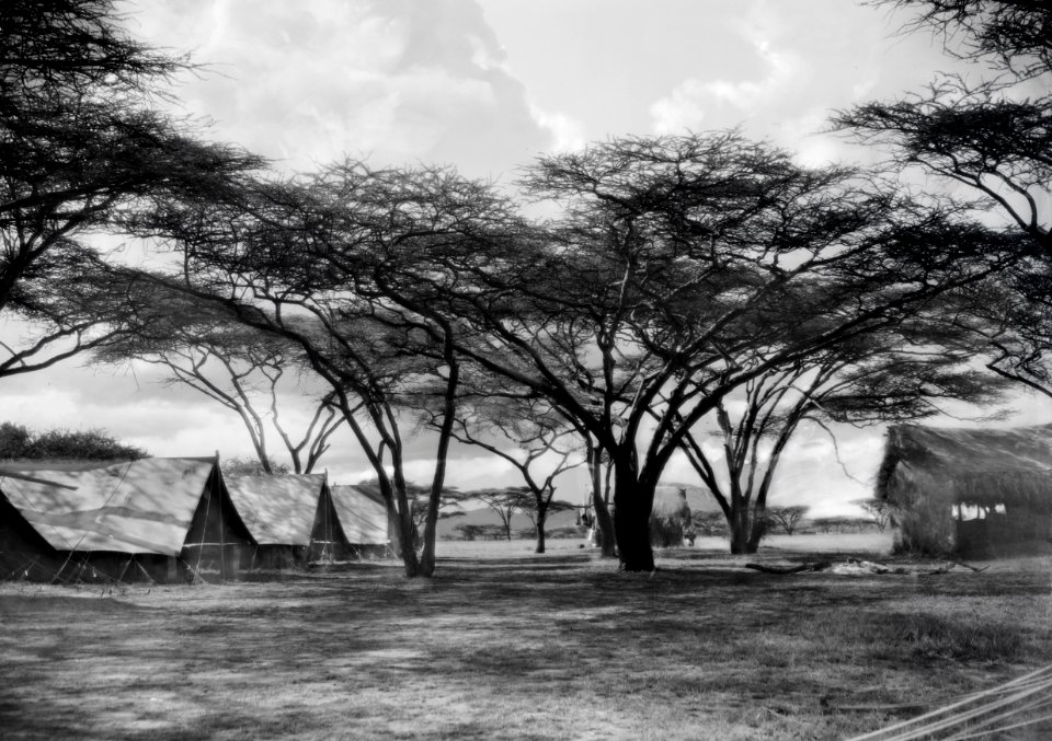 ETH-BIB-Zelte im Schatten der Schirmakazien im Serengeti-Camp-Kilimanjaroflug 1929-30-LBS MH02-07-0053