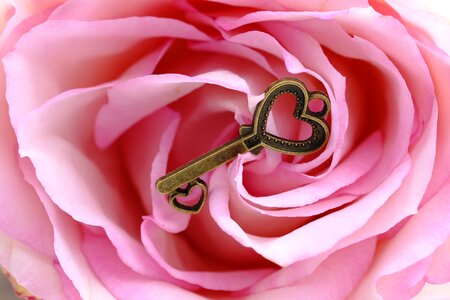 Rose romance romantic photo