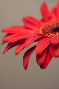 Nature close flower picture
