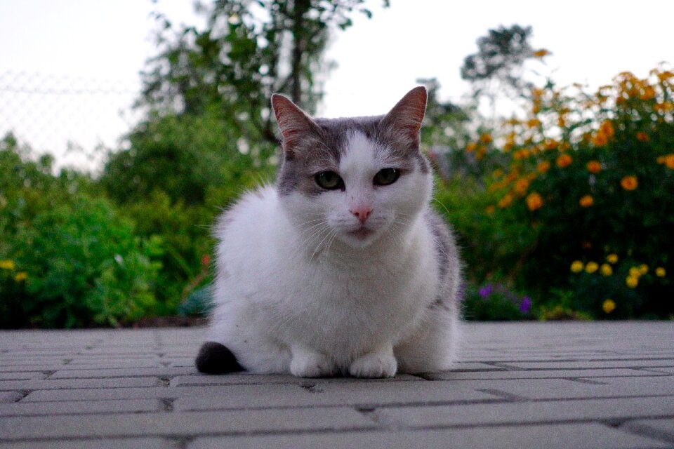 White cat beautiful cat mysterious cat