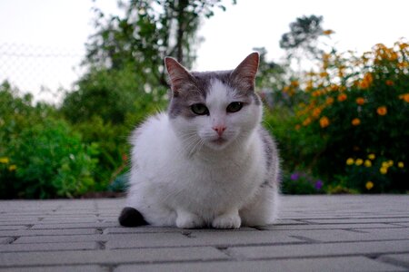 White cat beautiful cat mysterious cat
