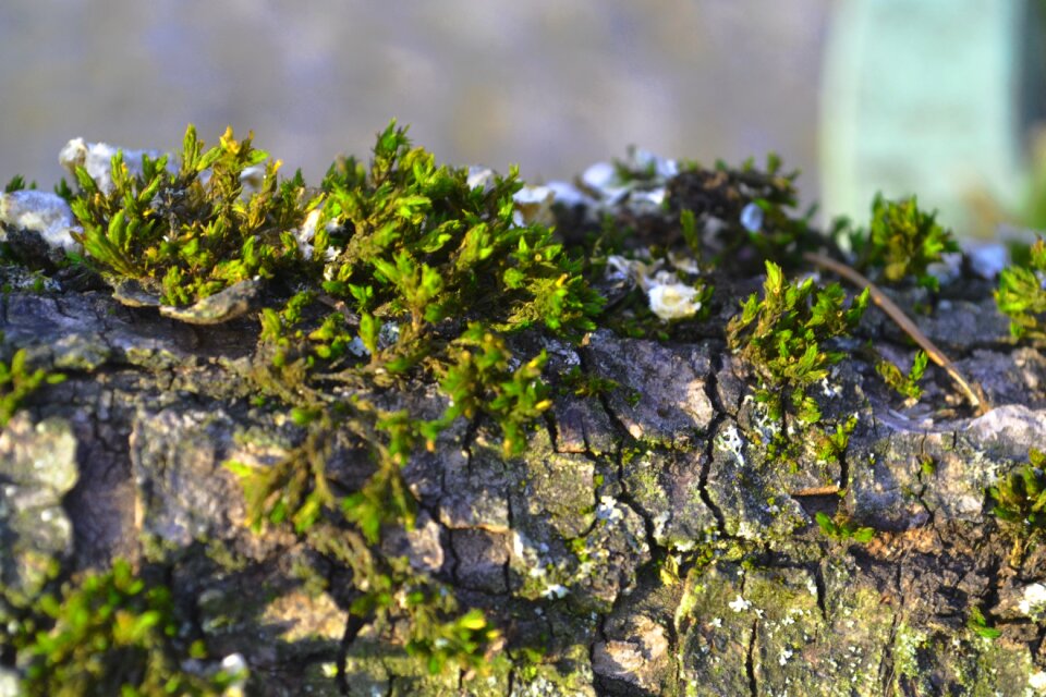 Nature green tree