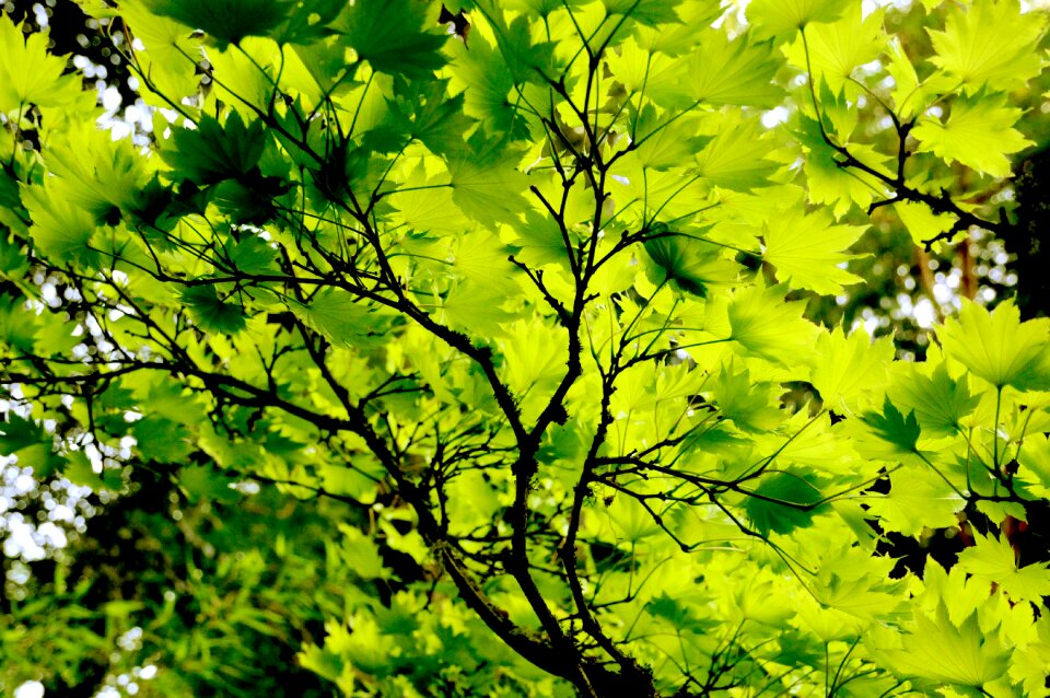 Tree branch plant