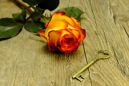 Rose romance romantic photo