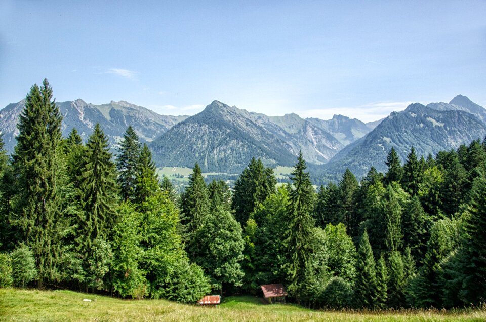 Forest trees bavaria