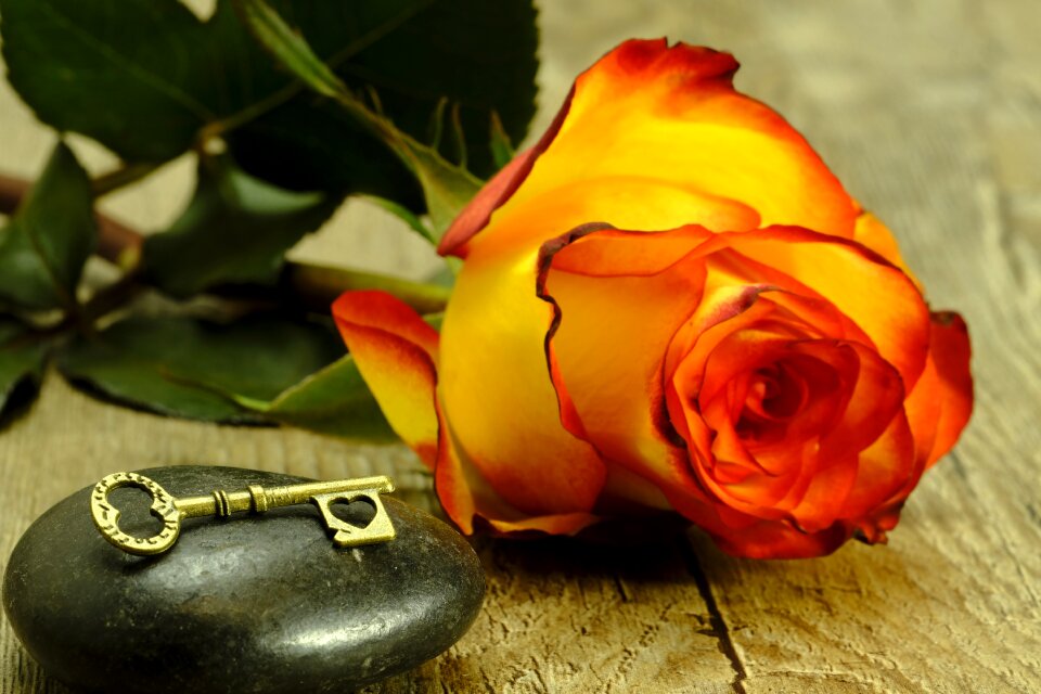 Rose romance romantic
