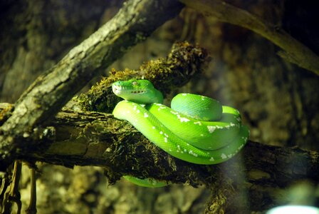 Reptile scale green snake photo