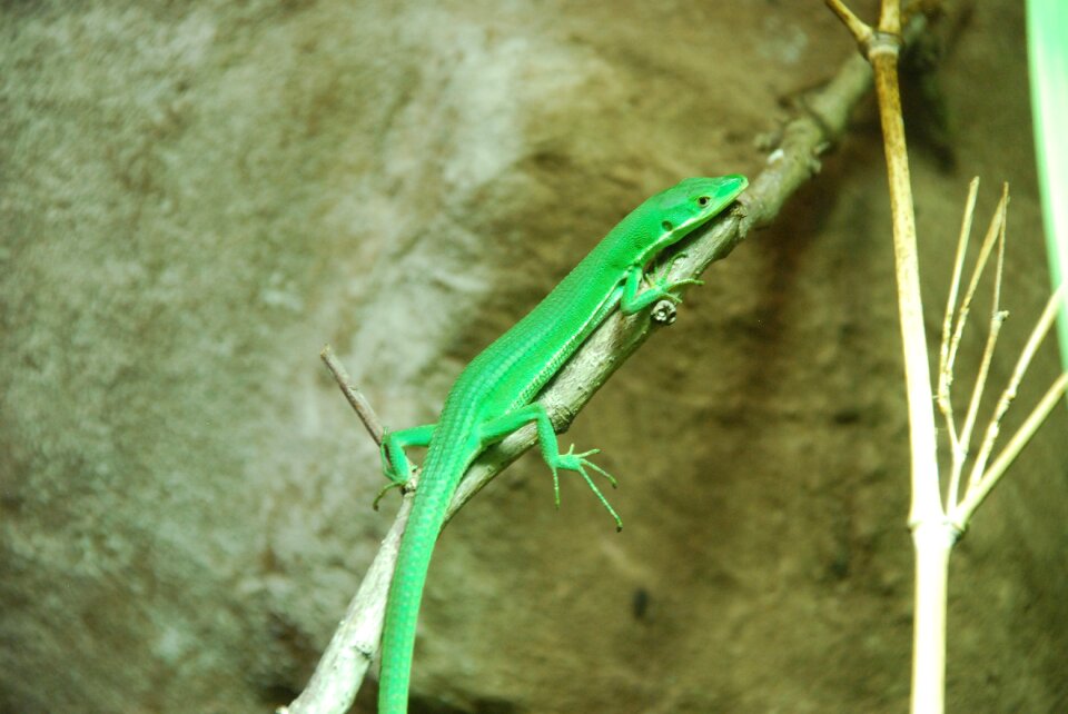 Animal world close up iguana
