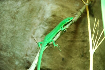 Animal world close up iguana photo