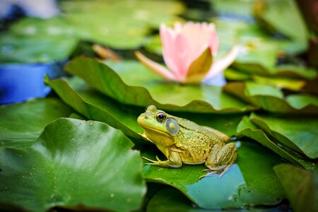 Lily pad frog nature