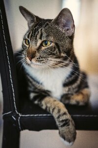 Brown cat beautiful cat gray thinking photo