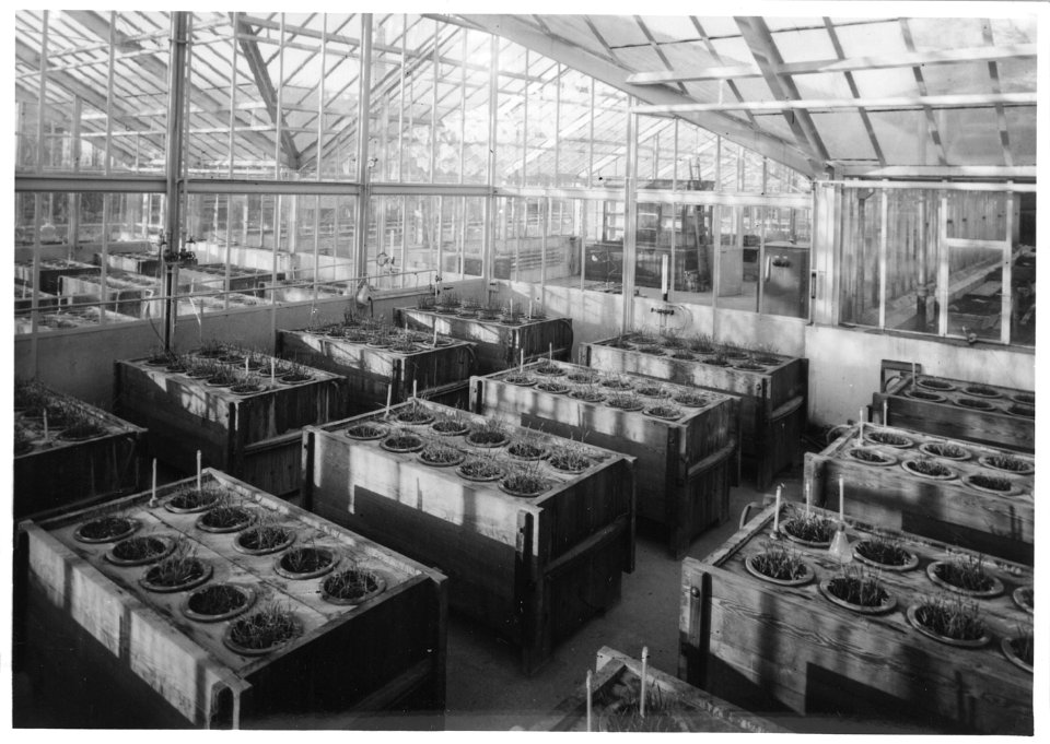 ETH-BIB-Zürich, ETH Zürich, Land- und Forstwirtschafltiches Institut, Gewächshaus von Prof. Ernst Gäumann (Institut spezielle Botanik)-Ans 02990