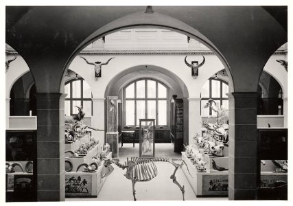 ETH-BIB-Zürich, ETH Zürich, Land- und Forstwirtschaftliches Institut, Westbau (LFW), Lichthof, Erdgeschoss, Institut für Haustierernährung, Haustiersammlung-Ans 03015-007