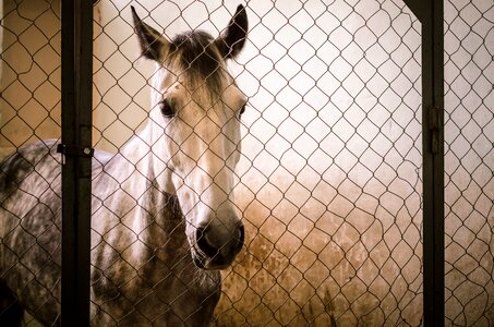 Animals one portrait