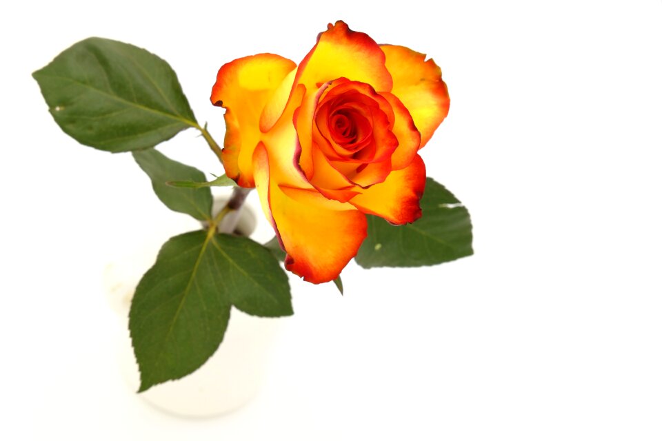 Love affection romantic