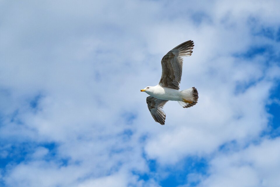 Animal nature gulls