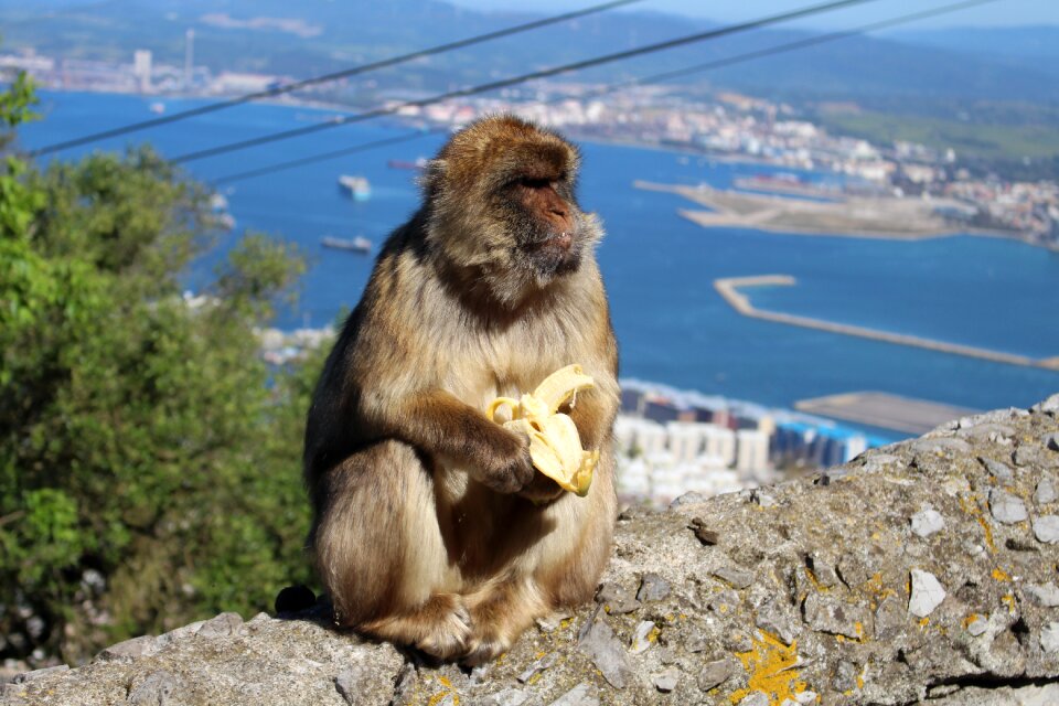 Animal monkey eating