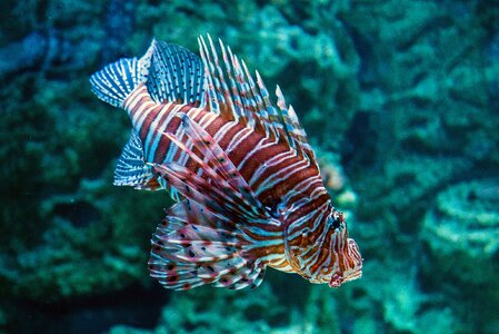 Animal fish fish swimming photo
