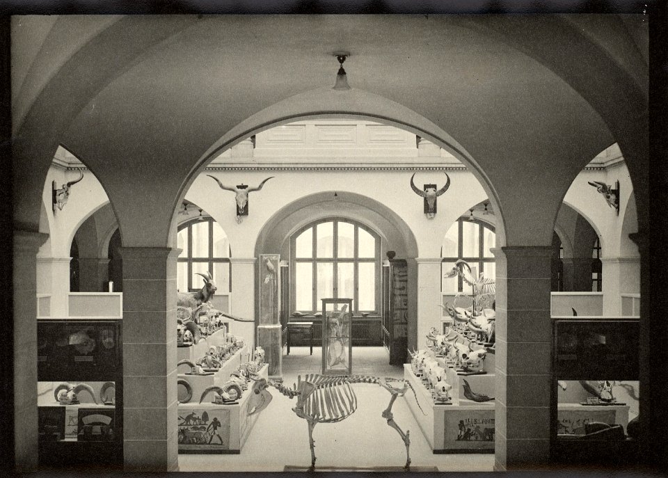 ETH-BIB-Zürich, ETH Zürich, Land- und Forstwirtschaftliches Institut, Westbau (LFW), Lichthof, Erdgeschoss, Institut für Haustierernährung, Haustiersammlung-Ans 00461