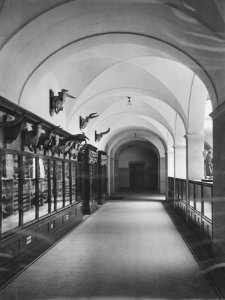 ETH-BIB-Zürich, ETH Zürich, Land- und Forstwirtschaftliches Institut, Westbau (LFW), Lichthof, Erdgeschoss, Korridor, Institut für Haustierernährung, Haustiersammlung-Ans 00253-A