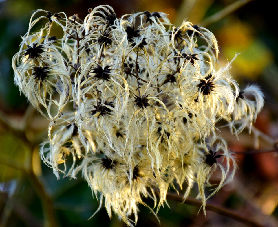 Garden clematis vitalba garden flowers