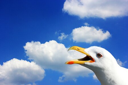 Plumage clouds sky photo